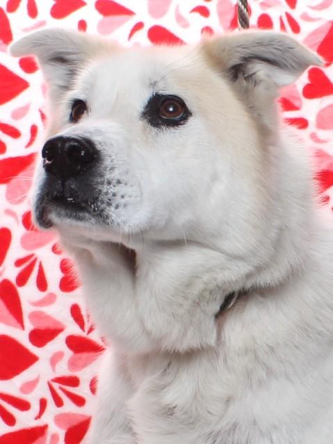 Enlarge BRUCE, a Adoptable mixed breed in Burbank, CA image 1/1