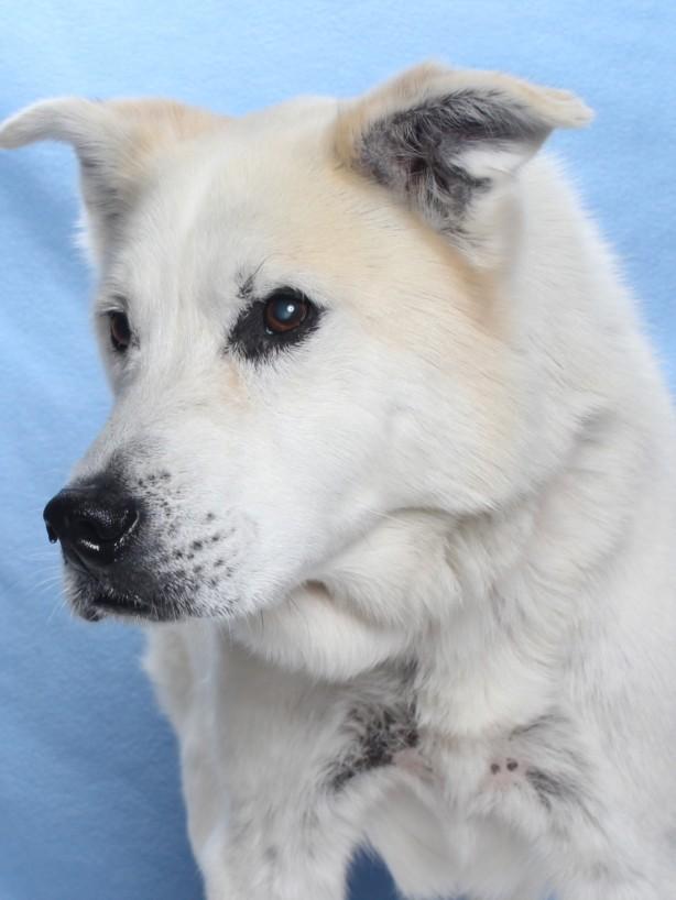 BRUCE, Adoptable, Adult Male Husky & Mixed Breed.