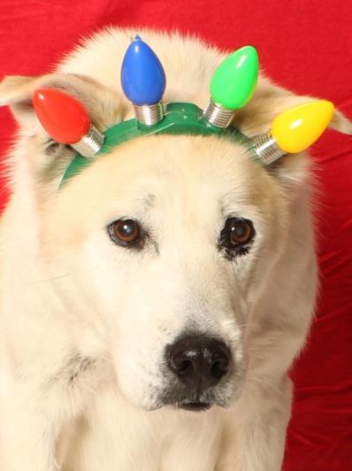 Enlarge BRUCE, a Adoptable mixed breed in Burbank, CA image 1/1