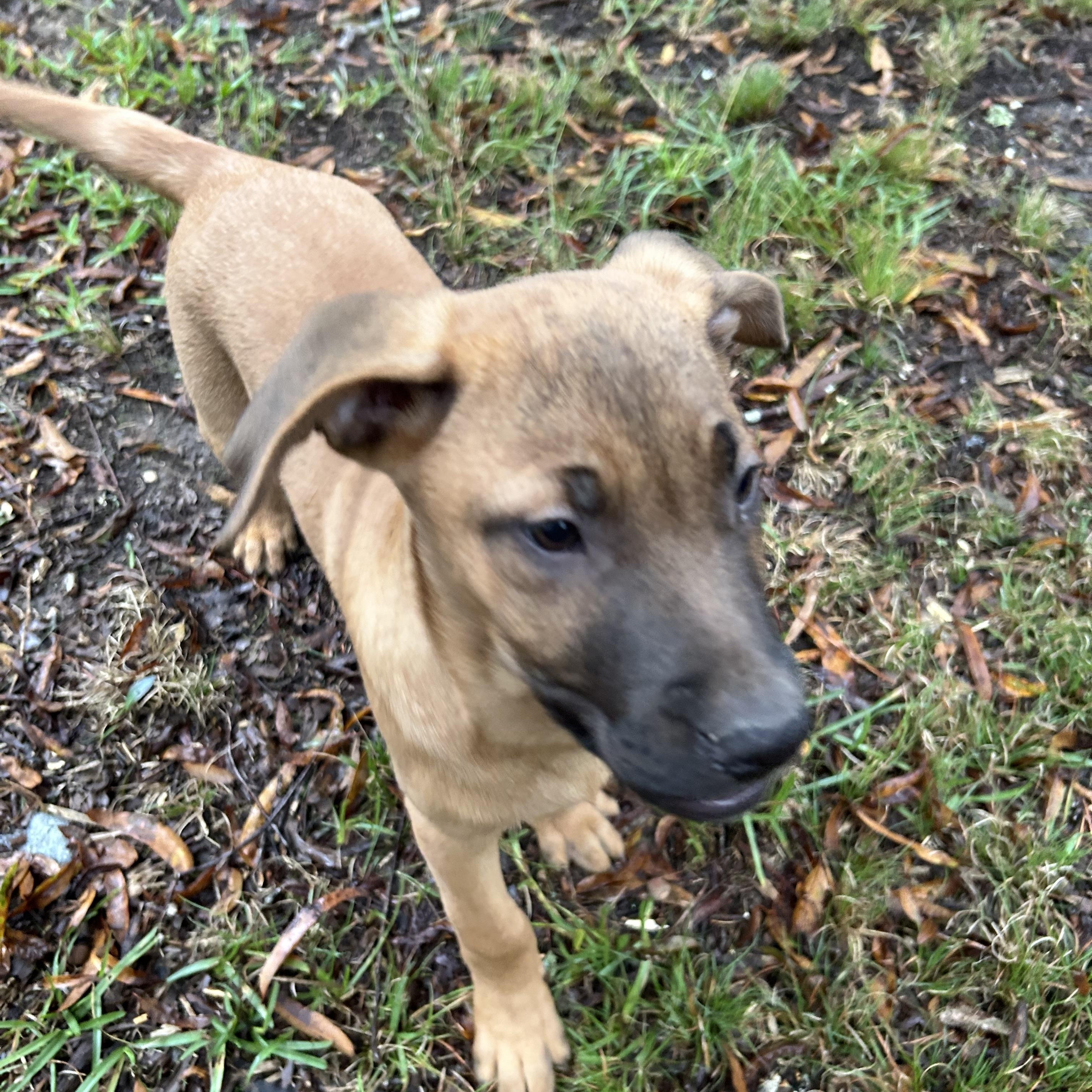 Enlarge Rob, a Adopted Weimaraner in Pine Bluff, AR image 2/6