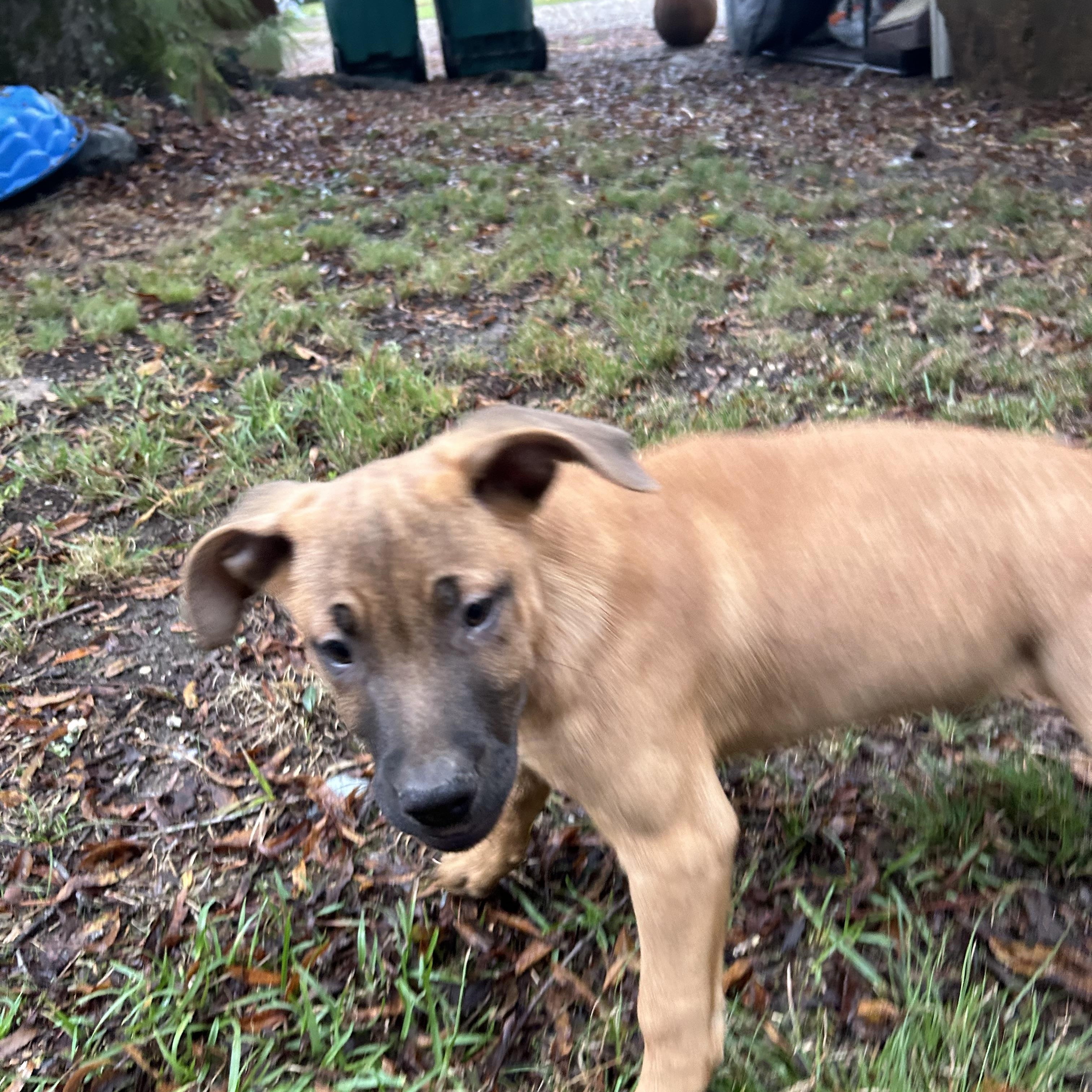 Enlarge Rob, a Adopted Weimaraner in Pine Bluff, AR image 3/6