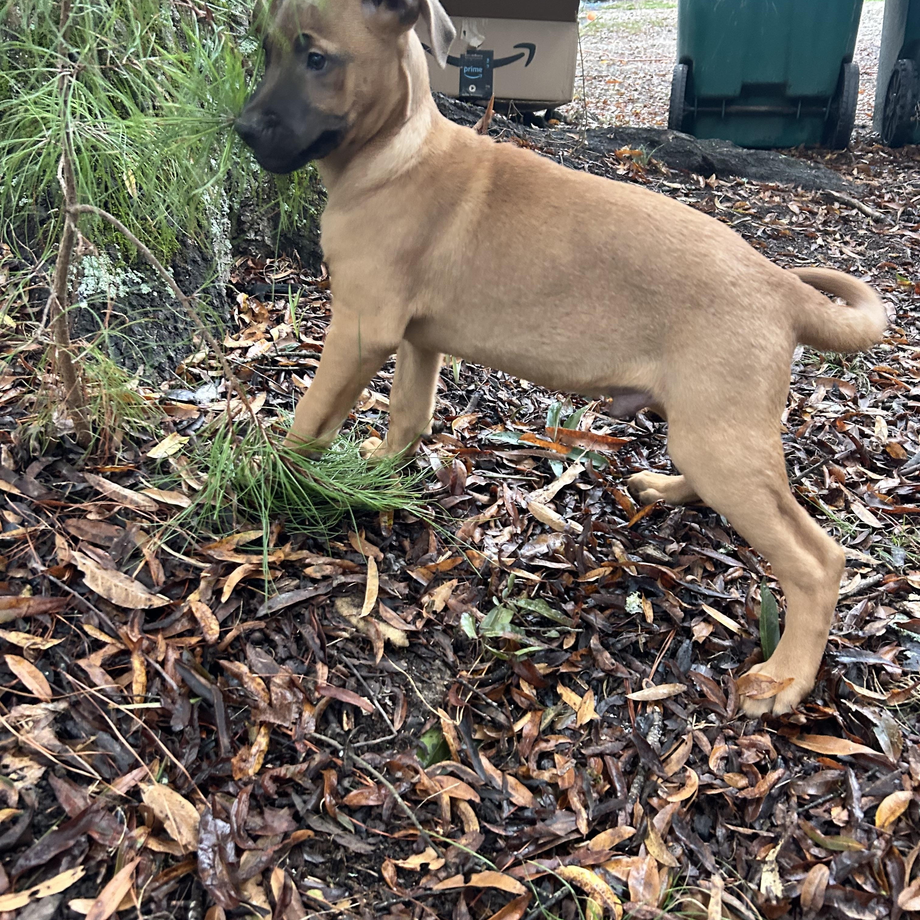 Enlarge Rob, a Adopted Weimaraner in Pine Bluff, AR image 4/6