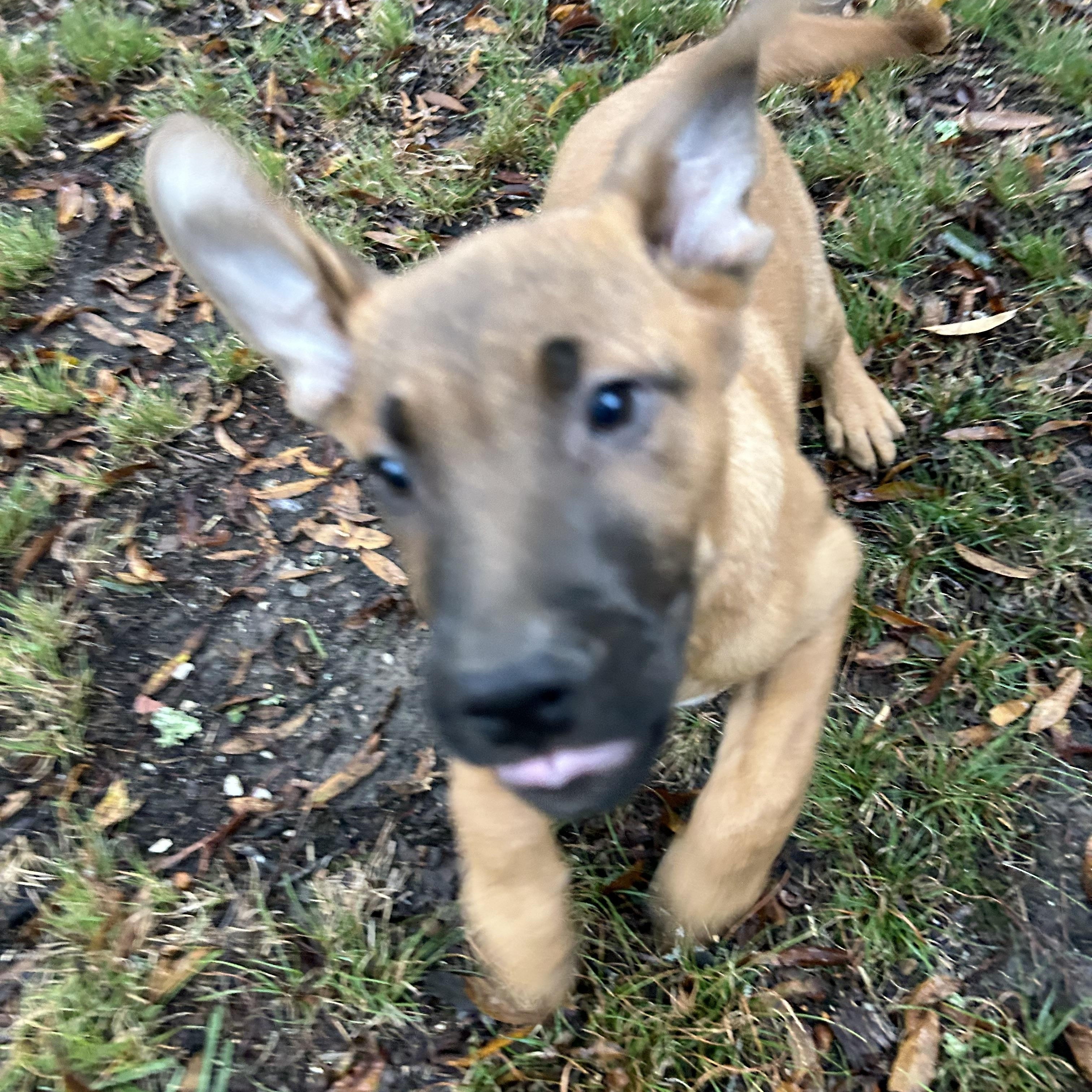 Enlarge Rob, a Adopted Weimaraner in Pine Bluff, AR image 5/6