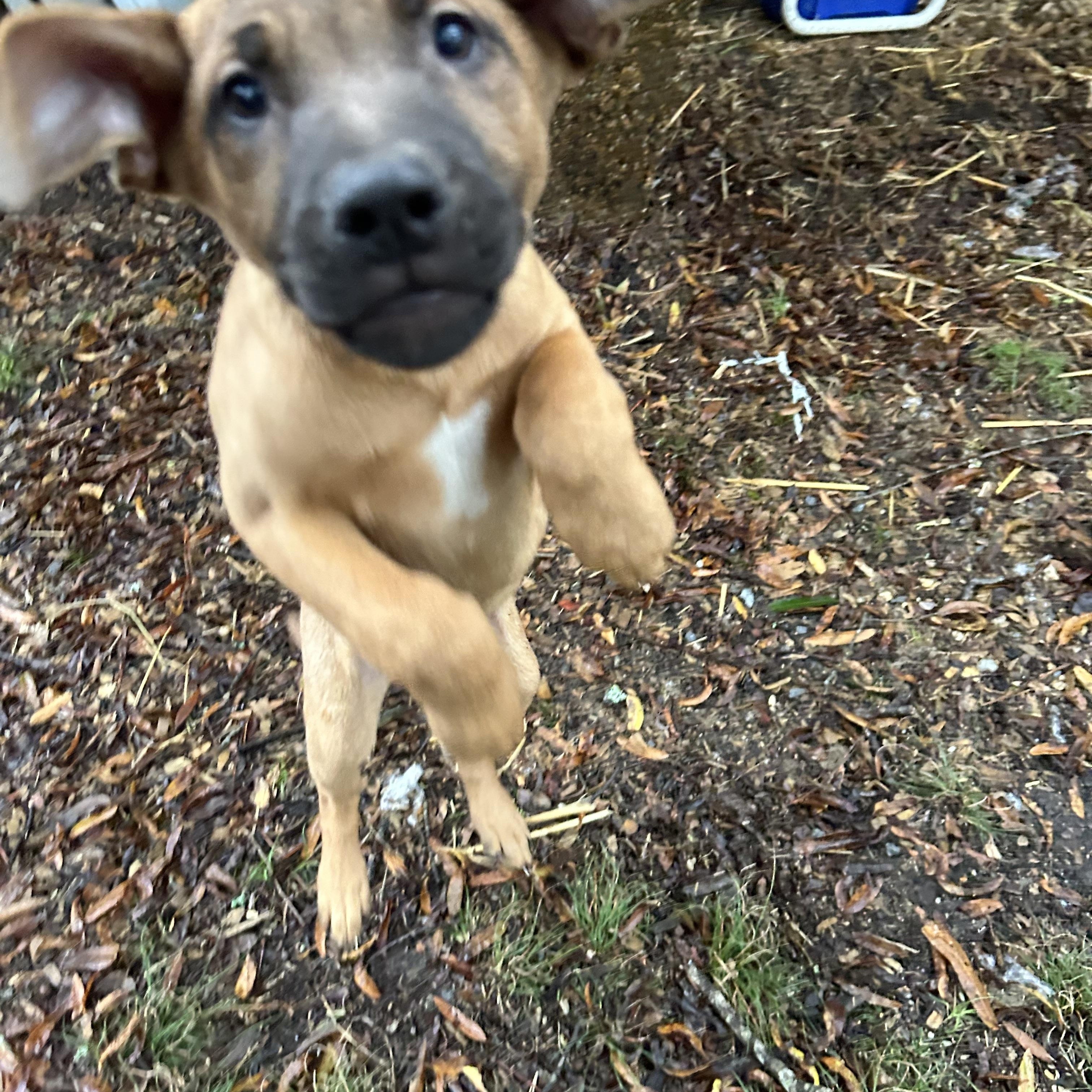 Enlarge Rob, a Adopted Weimaraner in Pine Bluff, AR image 6/6