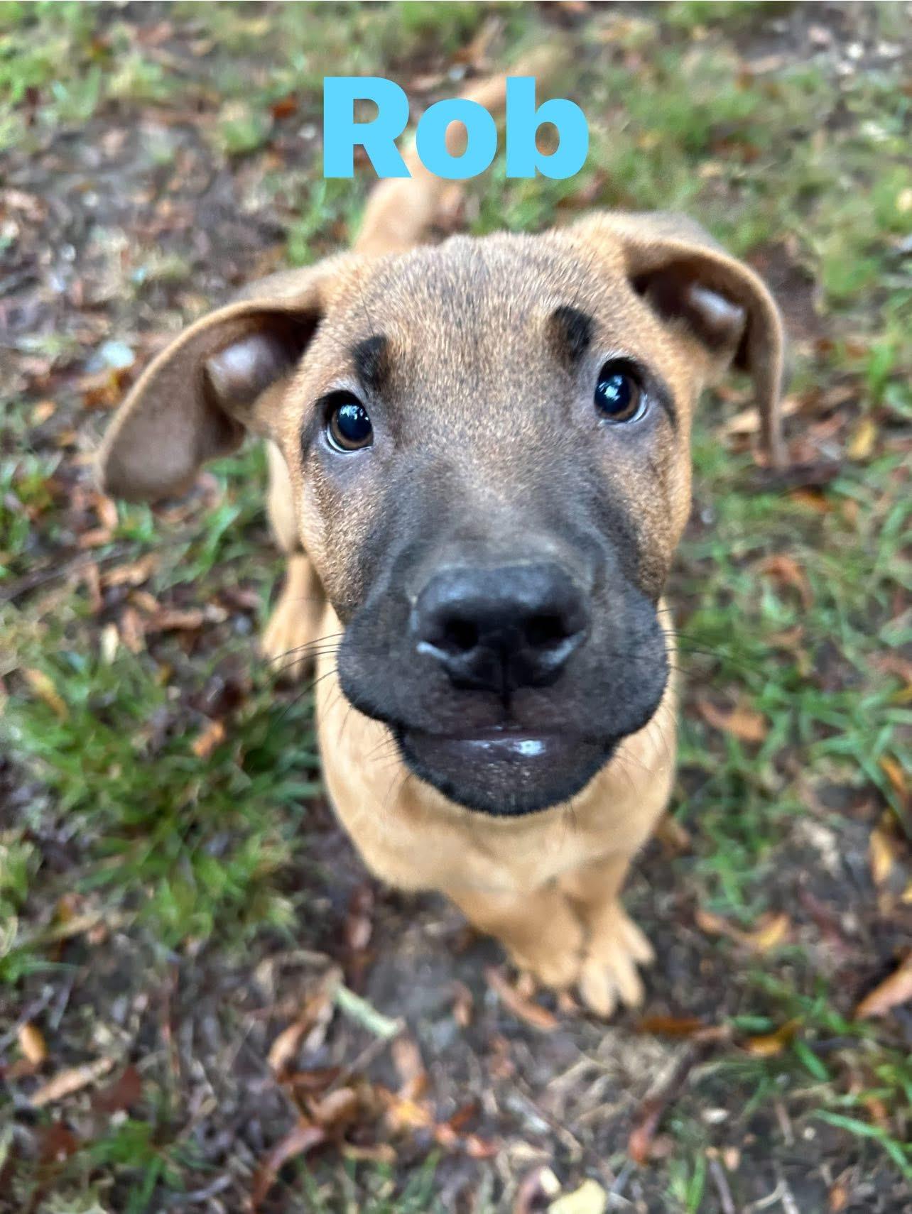 Rob, Adopted, Young Male Weimaraner.