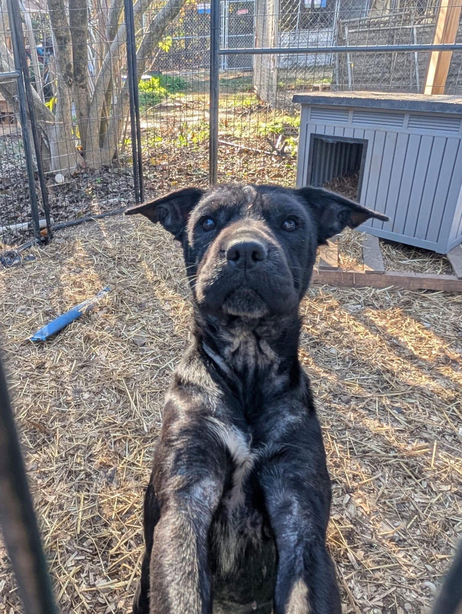 Mlynn, Adoptable, Young Female Labrador Retriever.