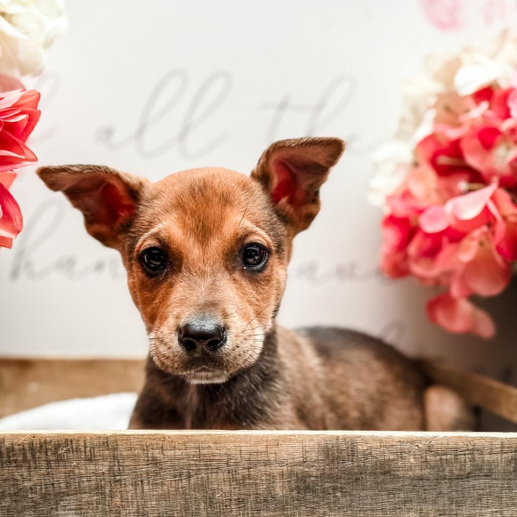 Enlarge Prince , a Adoptable mixed breed in Newberg, OR image 1/1
