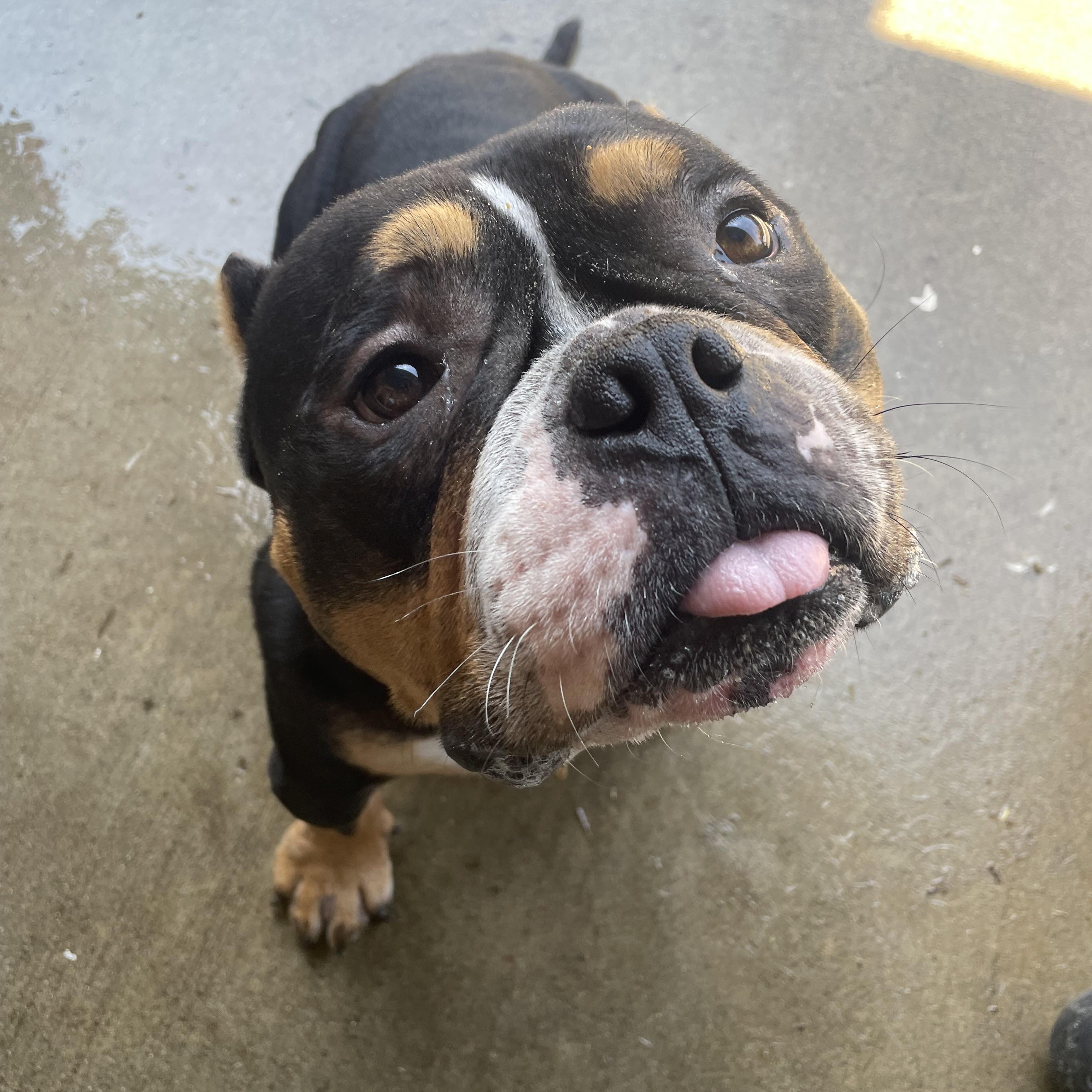 Enlarge Pumba, a Adoptable mixed breed in Sacramento, CA image 4/5