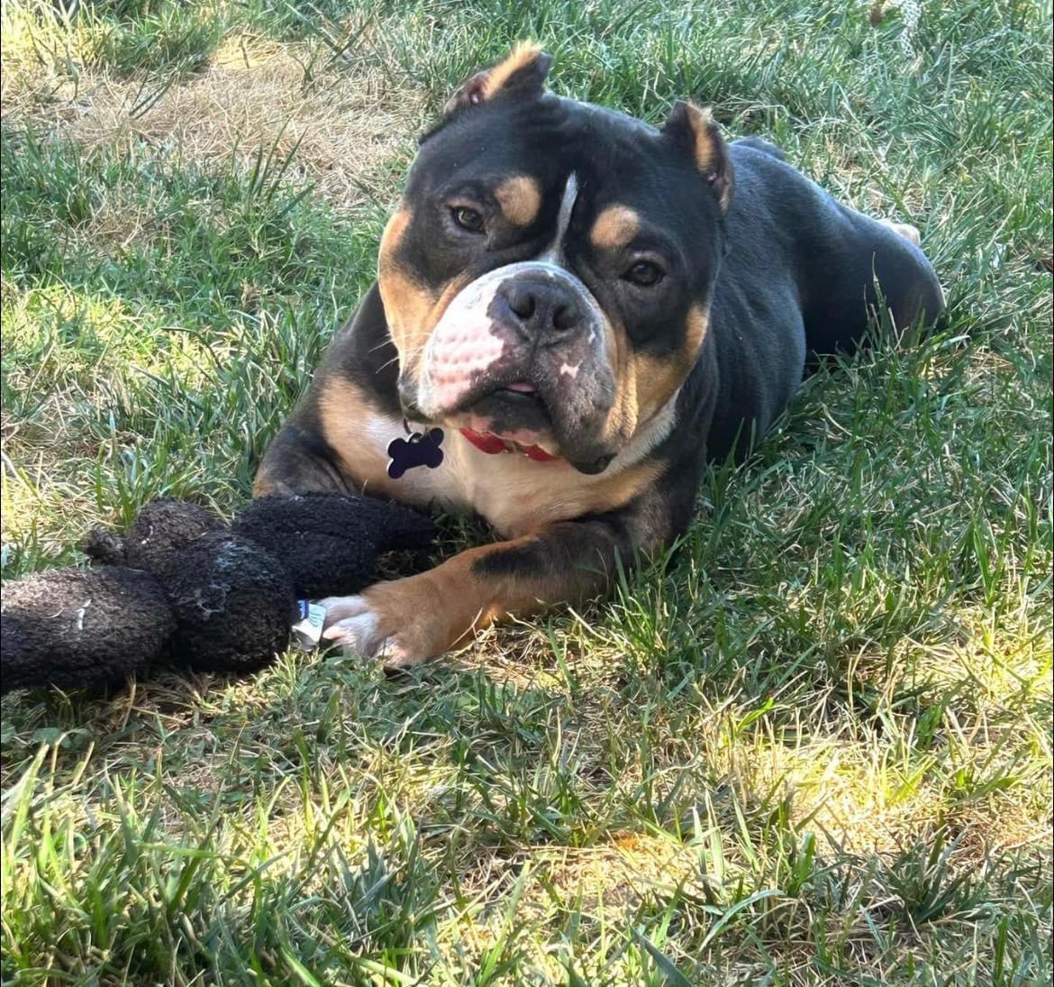 Pumba