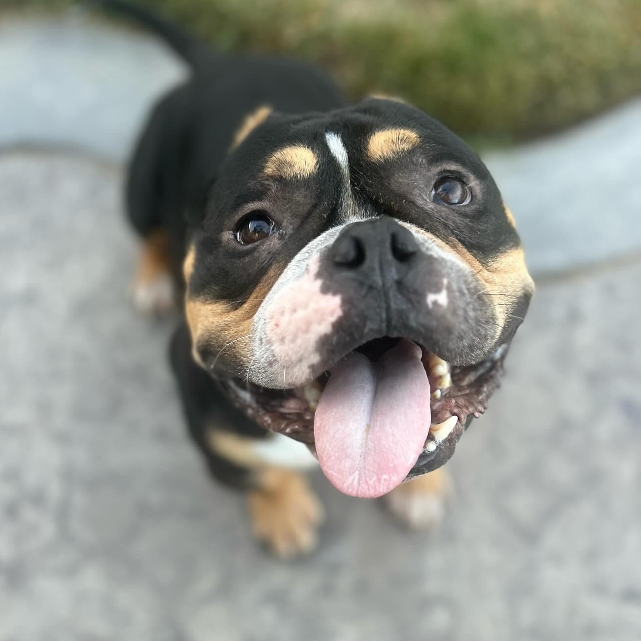 Enlarge Pumba, a Adoptable mixed breed in Sacramento, CA image 1/5