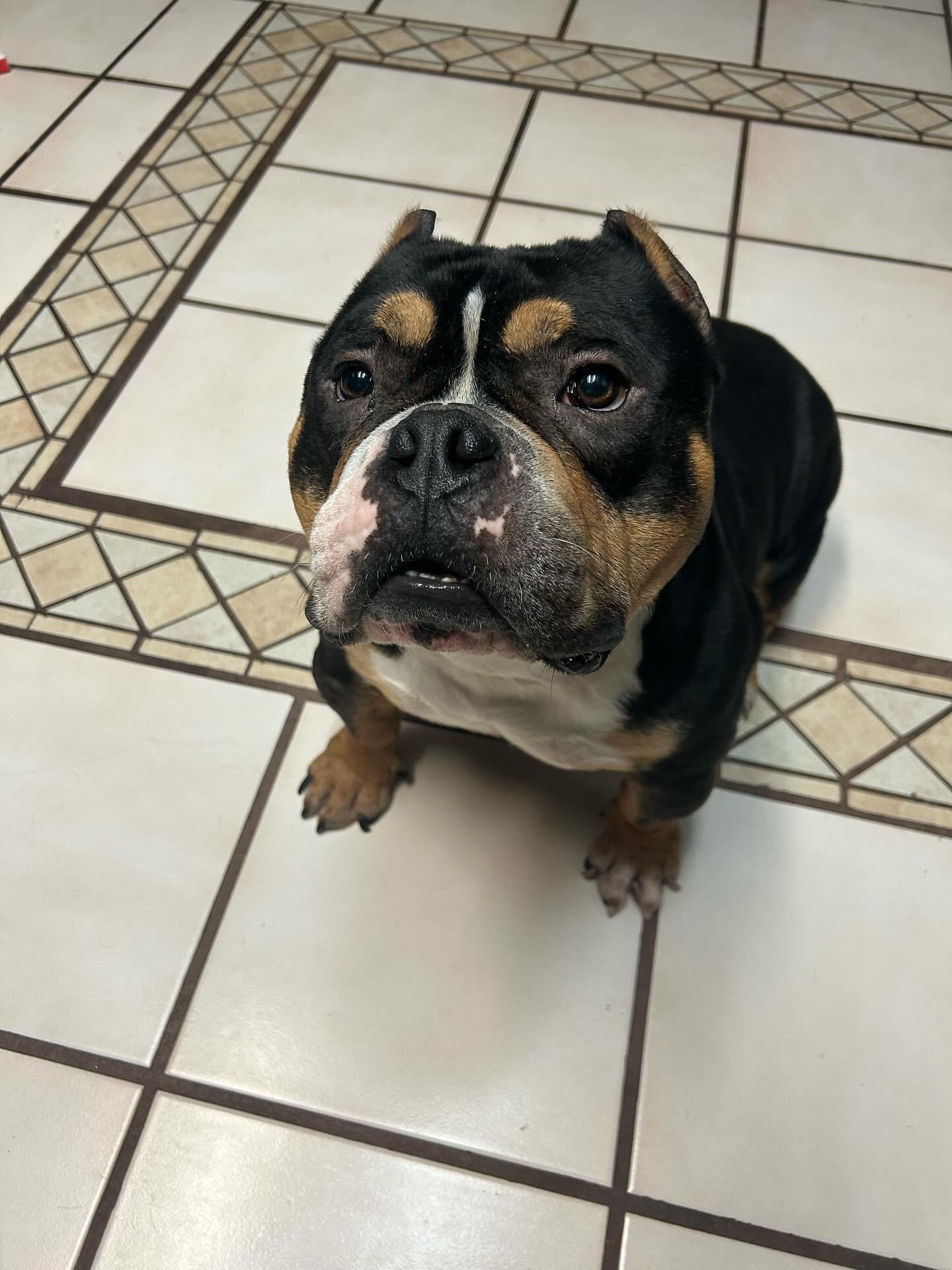 Enlarge Pumba, a Adoptable mixed breed in Sacramento, CA image 5/5