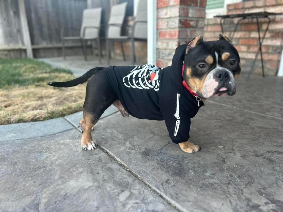 Enlarge Pumba, a Adoptable mixed breed in Sacramento, CA image 3/5