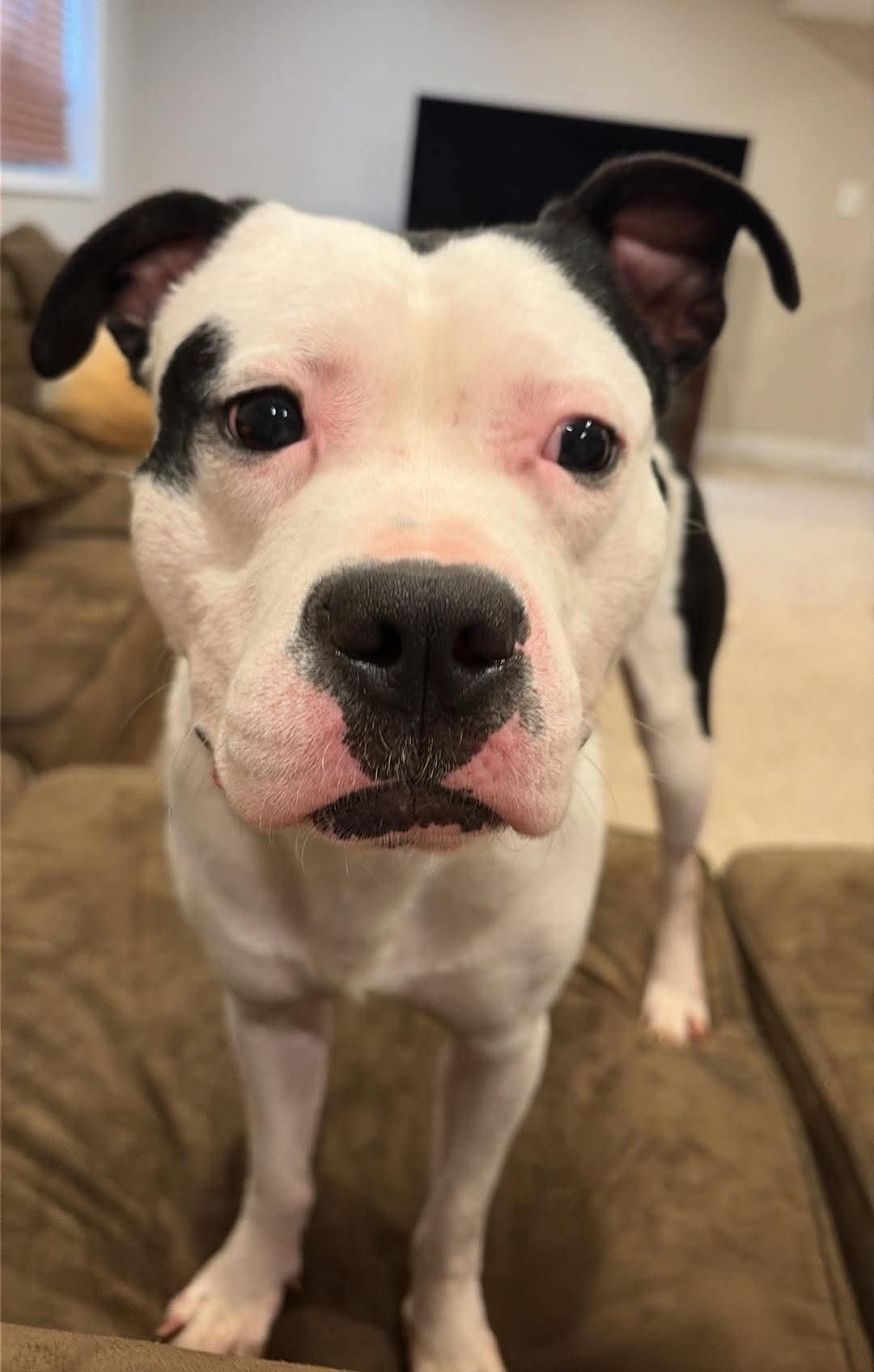 Thanos, Adoptable, Young Male Pit Bull Terrier.