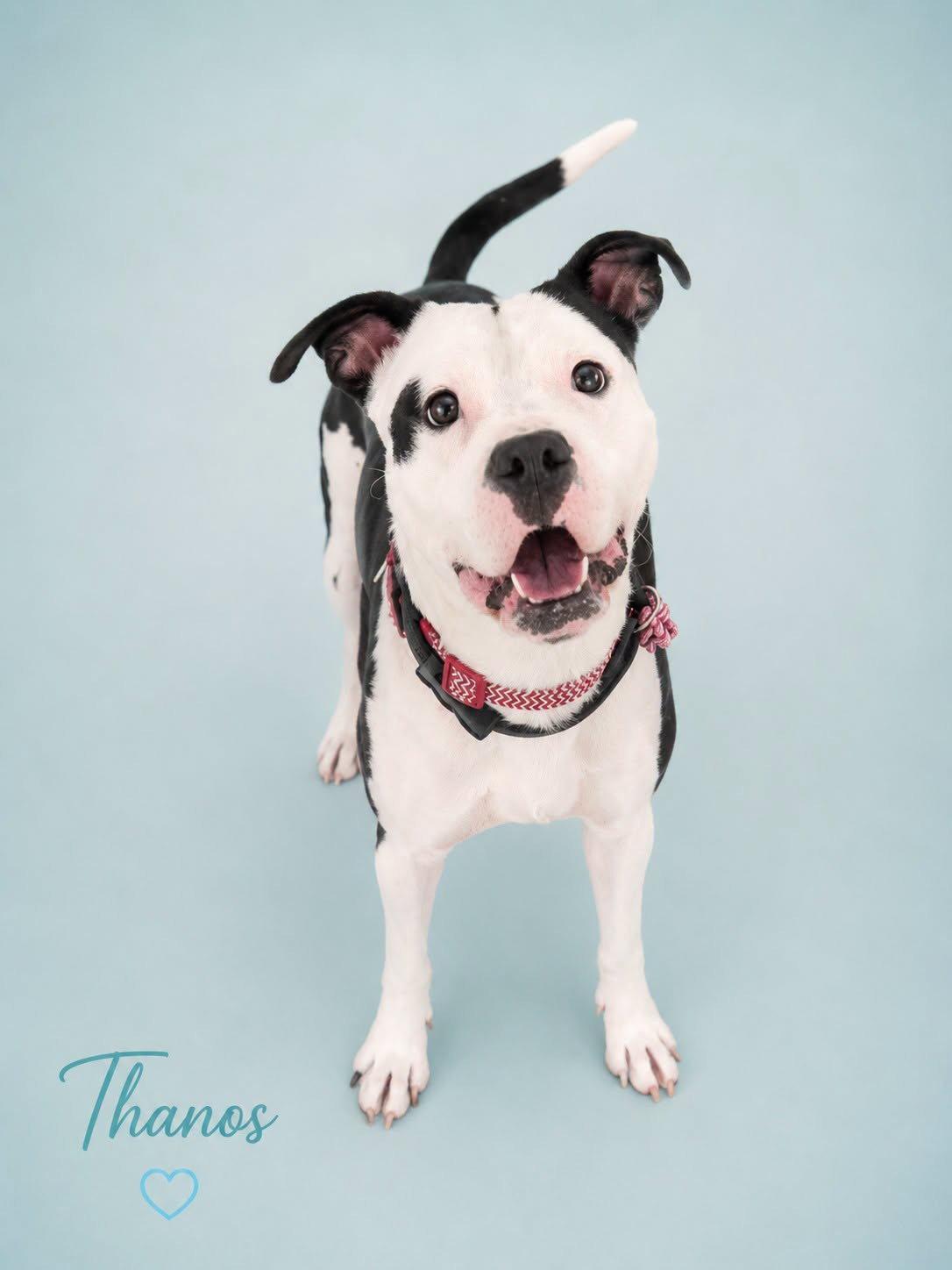 Enlarge Thanos, a Adoptable Pit Bull Terrier in Rockville, MD image 2/3