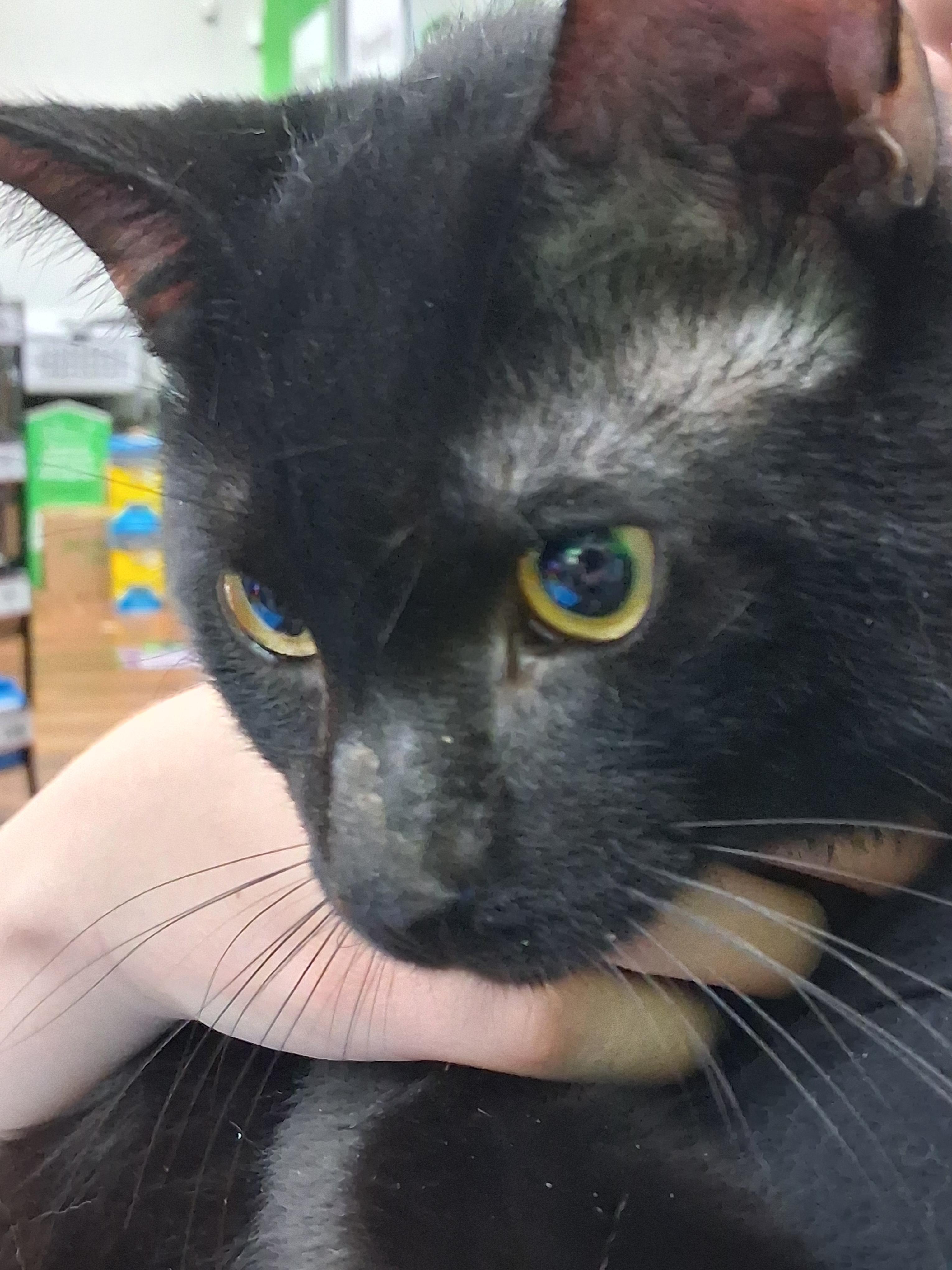 Enlarge Stanley, an adopted Domestic Short Hair in Bear, DE image 2/2
