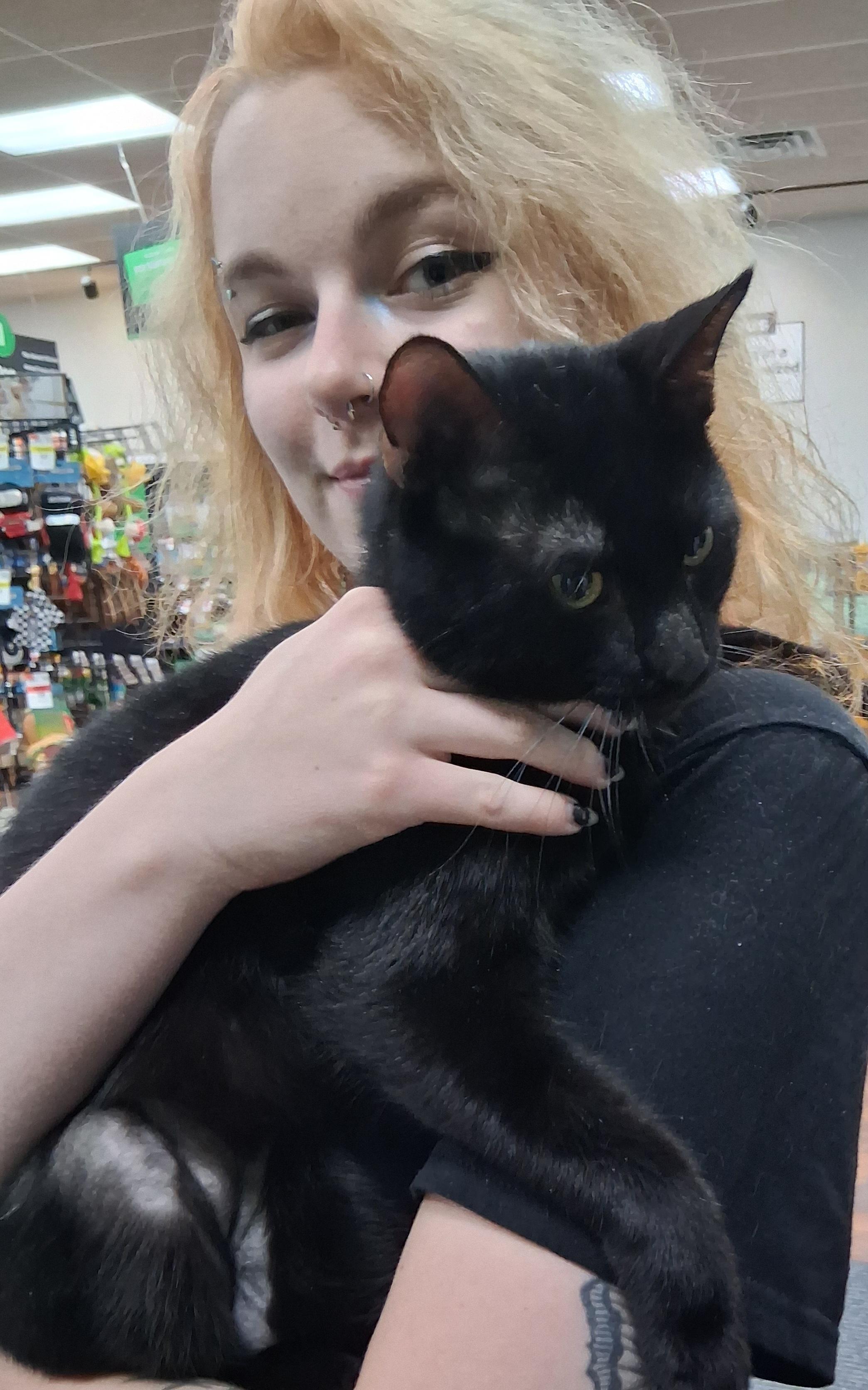 Enlarge Stanley, an adopted Domestic Short Hair in Bear, DE image 1/2