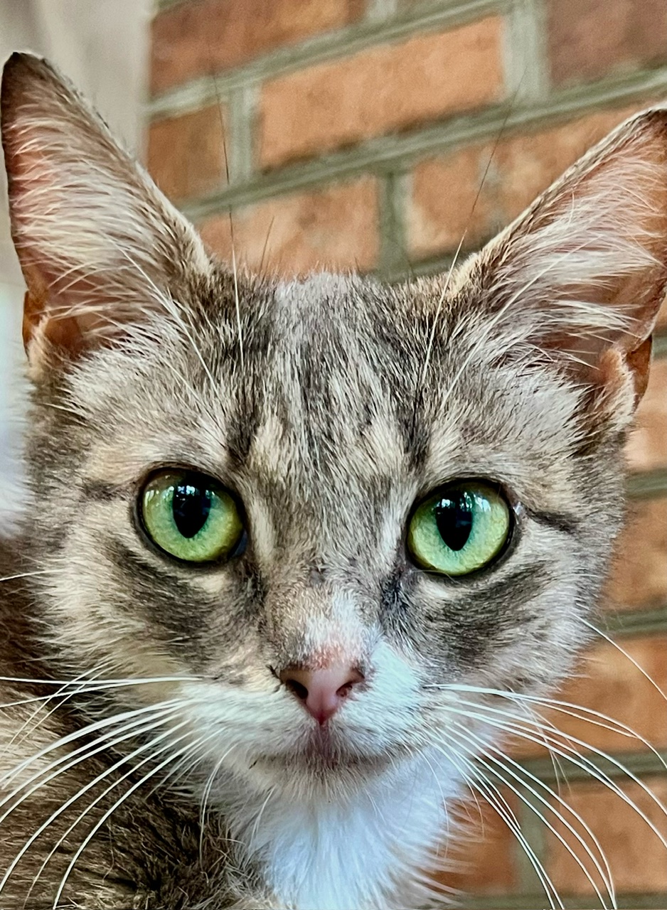 Katie, a Adoptable Domestic Short Hair in Ladson, SC image 3/5