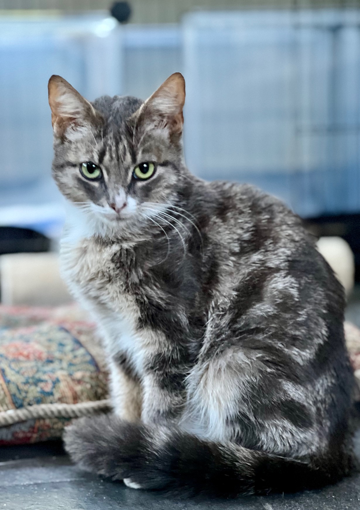 Katie, a Adoptable Domestic Short Hair in Ladson, SC image 1/5