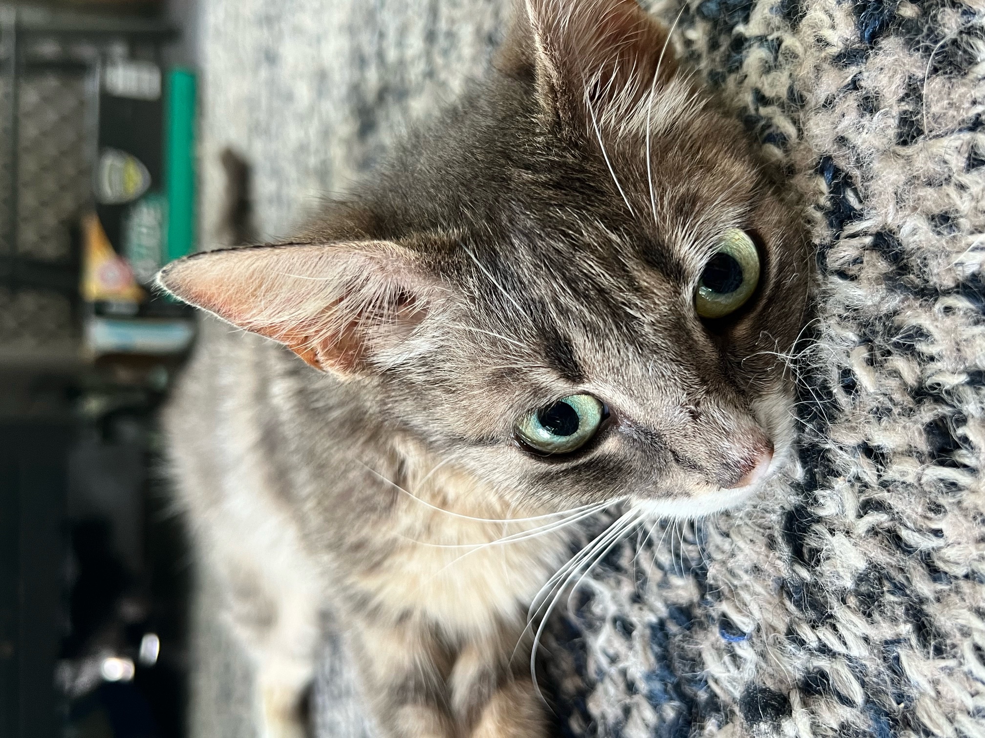 Katie, a Adoptable Domestic Short Hair in Ladson, SC image 2/5