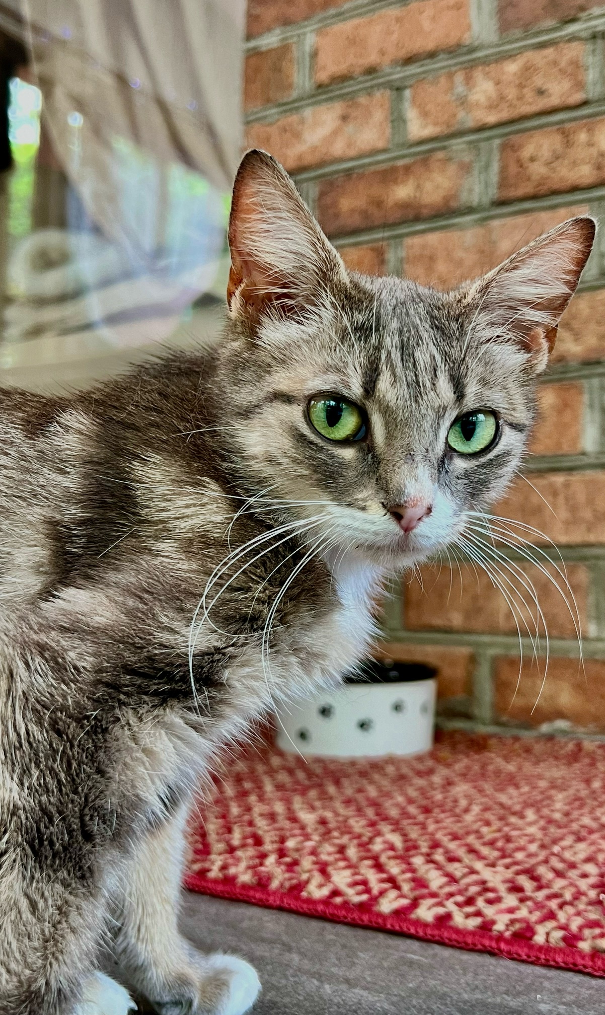 Katie, a Adoptable Domestic Short Hair in Ladson, SC image 4/5
