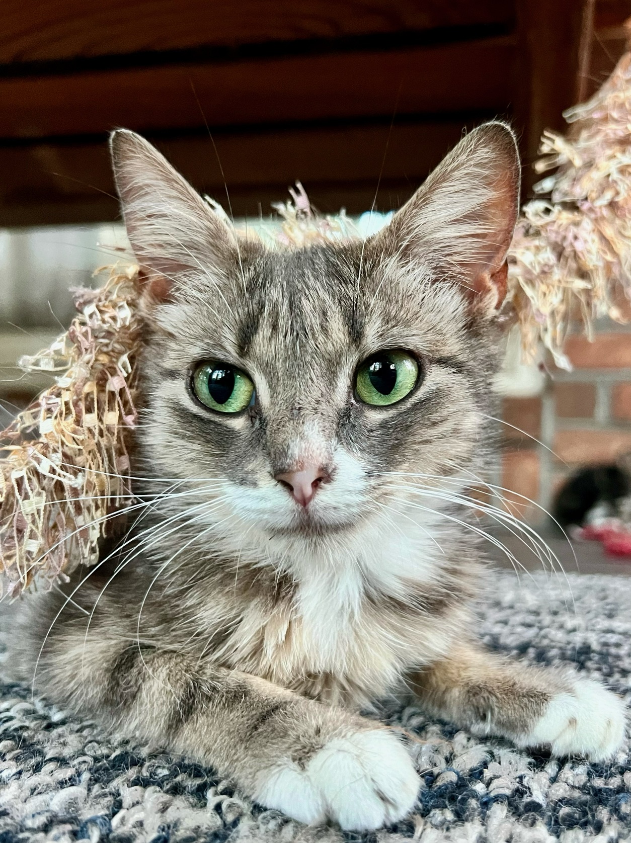 Katie, a Adoptable Domestic Short Hair in Ladson, SC image 5/5