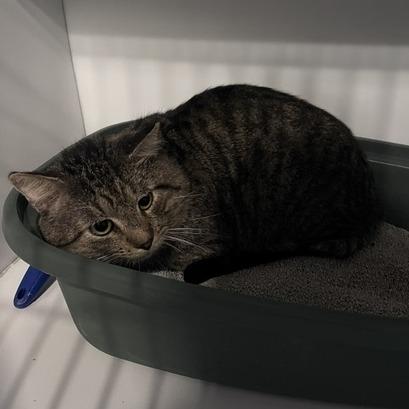 Rufus, Adoptable, Adult Male Domestic Short Hair.