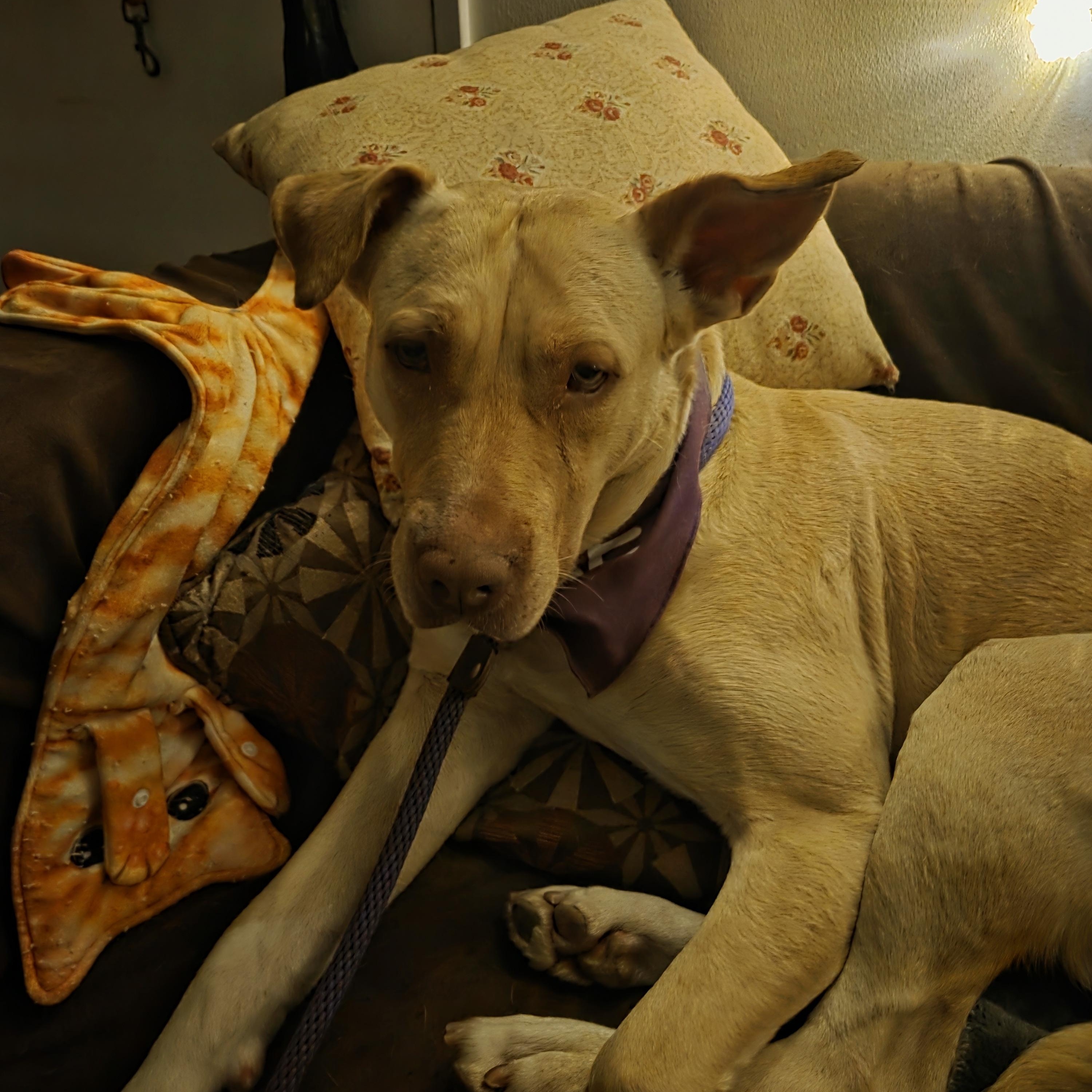 Enlarge Cleopatra, a Adoptable mixed breed in Petaluma , CA image 3/6