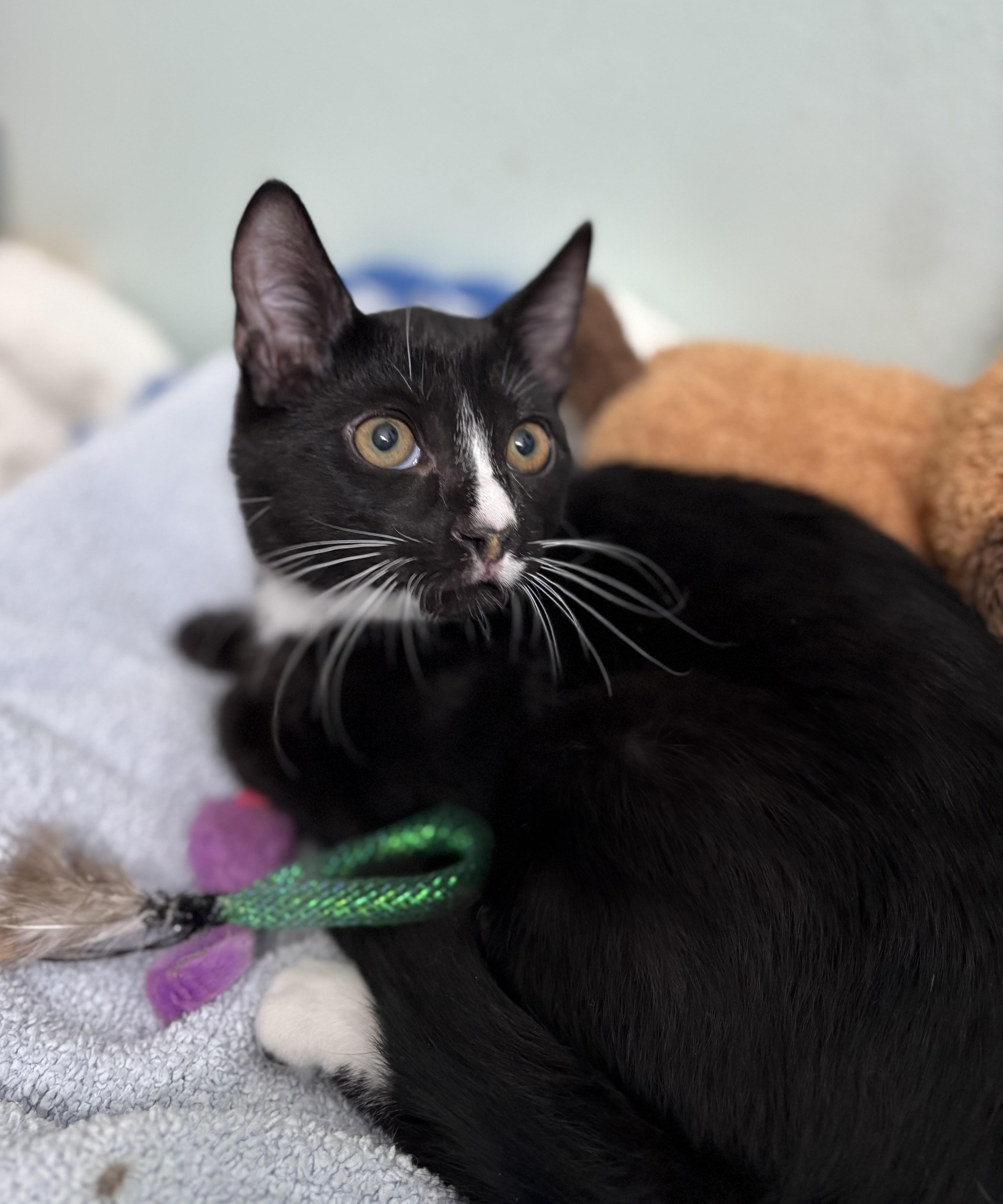 Enlarge Tully, a Adoptable Tuxedo in Brooksville, FL image 2/5