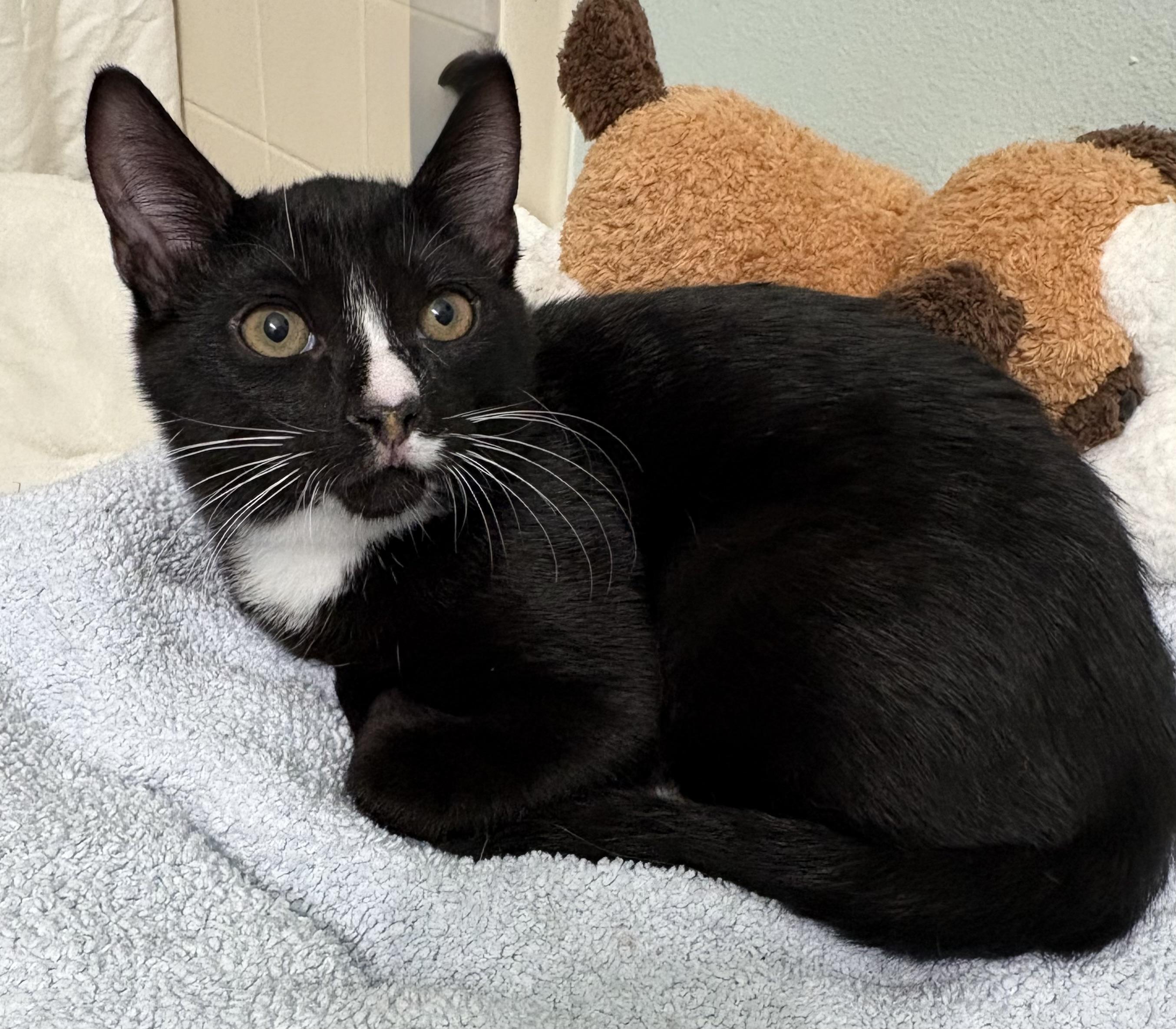 Enlarge Tully, a Adoptable Tuxedo in Brooksville, FL image 5/5