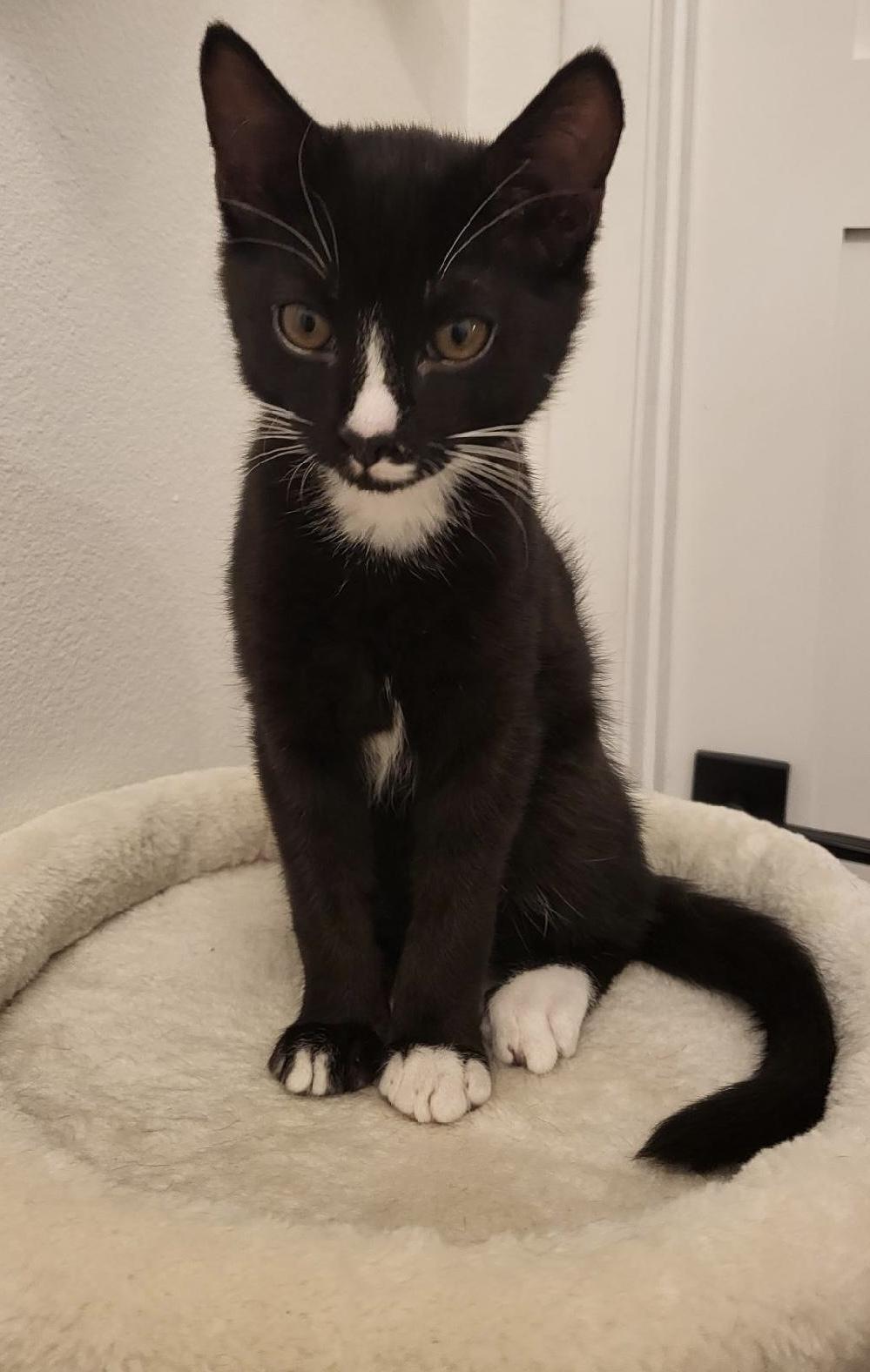 Tully, Adoptable, Kitten Male Tuxedo.
