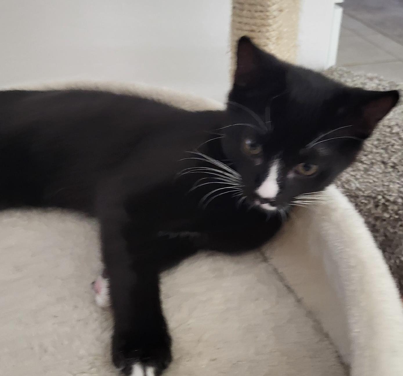 Enlarge Tully, a Adoptable Tuxedo in Brooksville, FL image 3/5