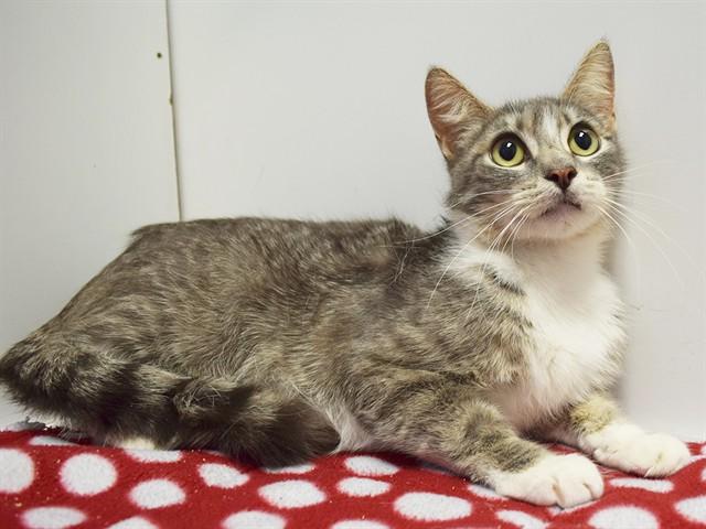 Enlarge KAMILAH, a Adoptable Domestic Short Hair in Sacramento, CA image 1/1