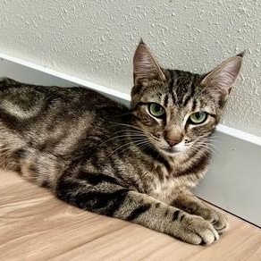 Enlarge Butter - Beautiful Bullseye, a Adoptable Tabby in Hoquiam, WA image 4/5