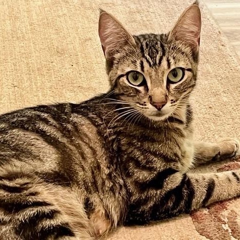 Enlarge Butter - Beautiful Bullseye, a Adoptable Tabby in Hoquiam, WA image 5/5