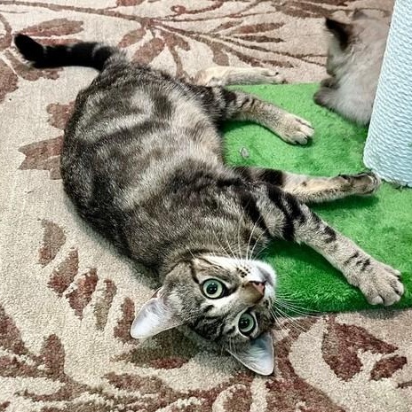 Butter - Beautiful Bullseye, Adoptable, Adult Female Tabby.