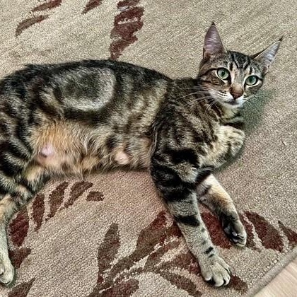 Enlarge Butter - Beautiful Bullseye, a Adoptable Tabby in Hoquiam, WA image 2/5