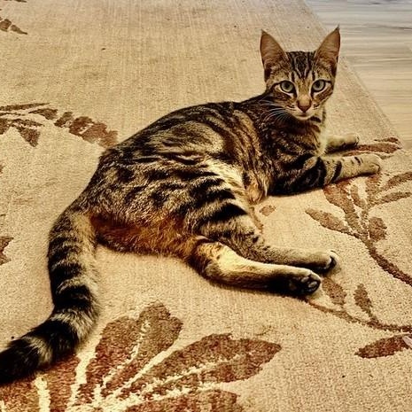 Enlarge Butter - Beautiful Bullseye, a Adoptable Tabby in Hoquiam, WA image 3/5
