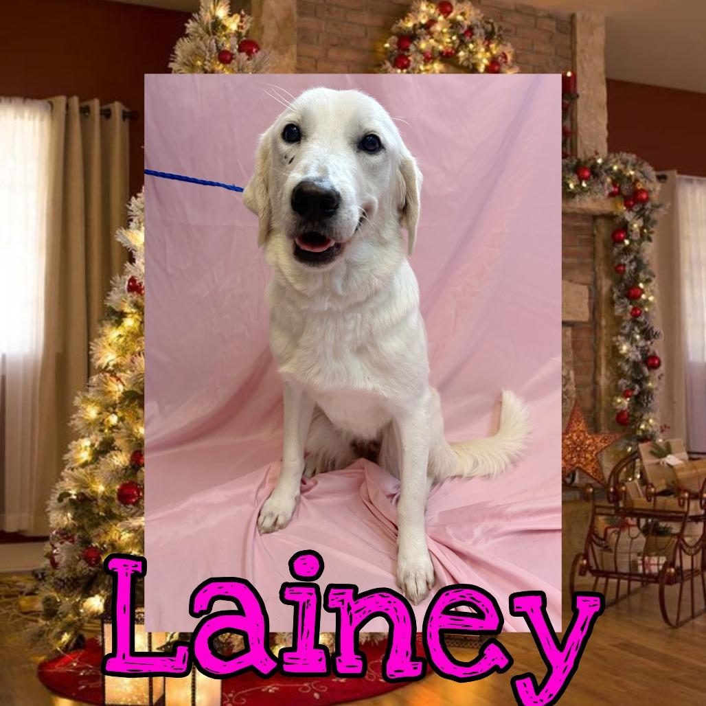 Enlarge Lainey, a Adoptable mixed breed in Royse City, TX image 1/1