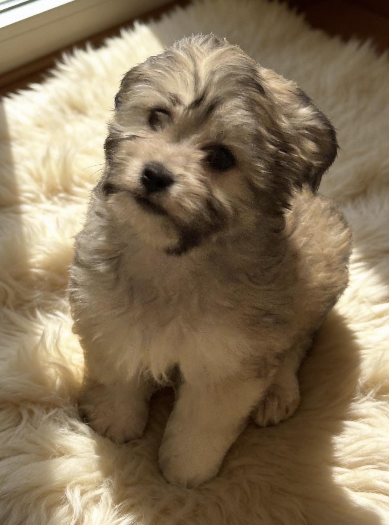 Momo, adopted, Puppy Male Maltipoo.