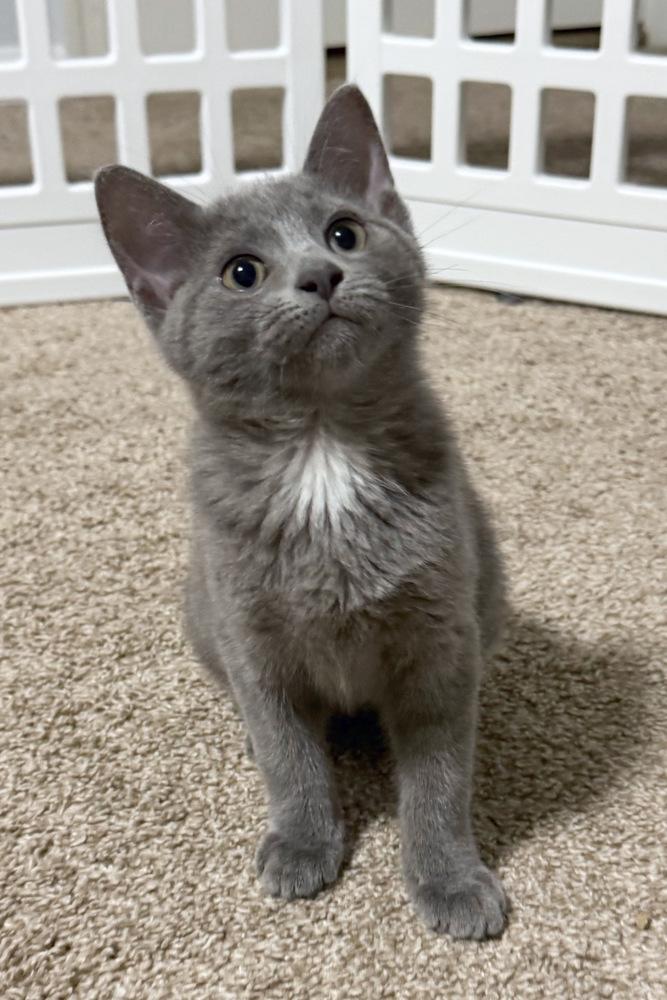Enlarge Daisy, a Adoptable Domestic Short Hair in Silver Spring, MD image 2/4