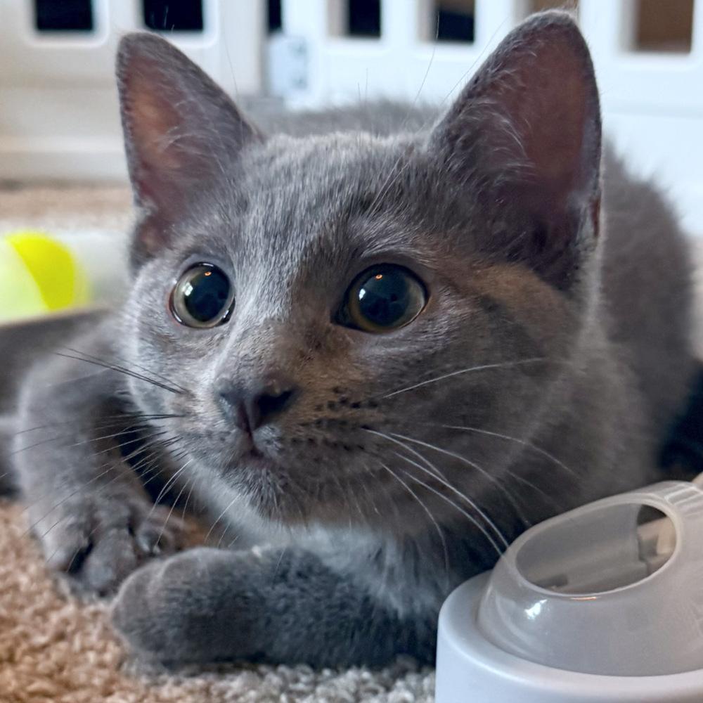 Enlarge Daisy, a Adoptable Domestic Short Hair in Silver Spring, MD image 3/4