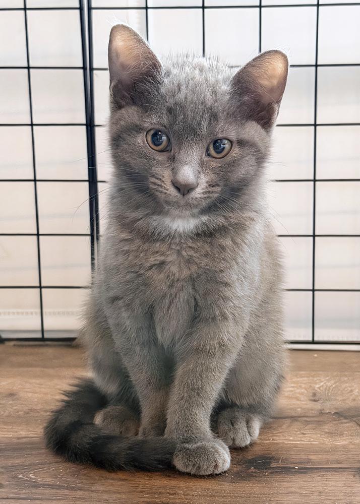 Enlarge Daisy, a Adoptable Domestic Short Hair in Silver Spring, MD image 1/4