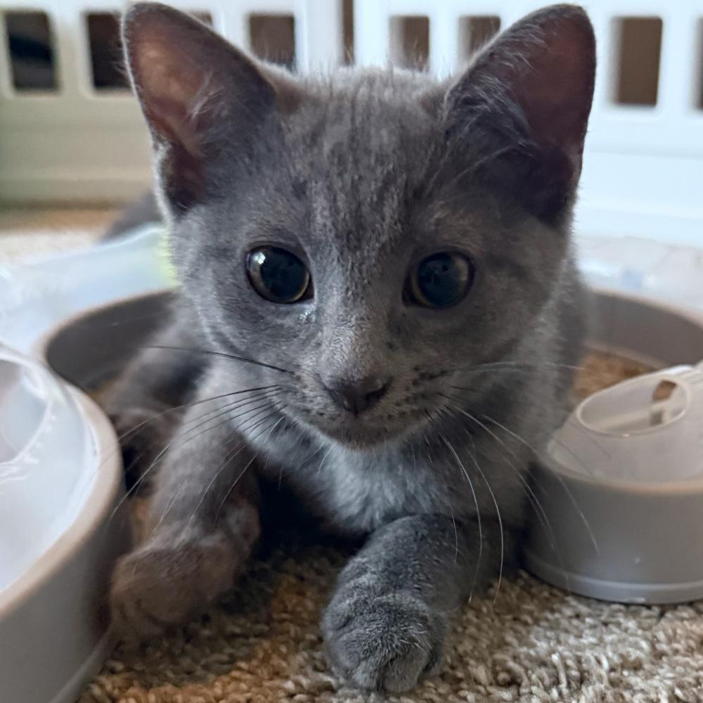 Enlarge Daisy, a Adoptable Domestic Short Hair in Silver Spring, MD image 4/4