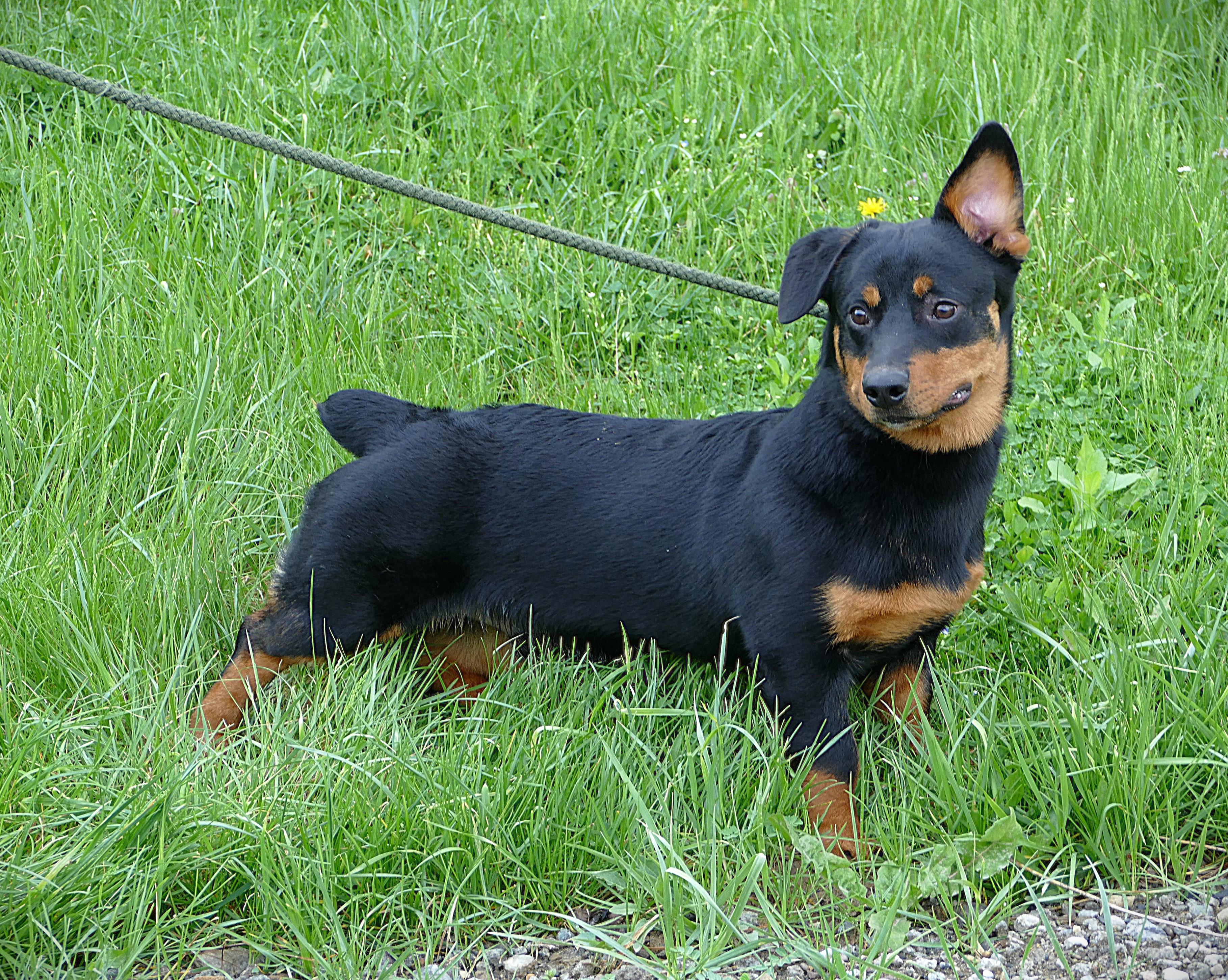 Enlarge AUDIE, an adopted mixed breed in Beechbottom, WV image 6/6