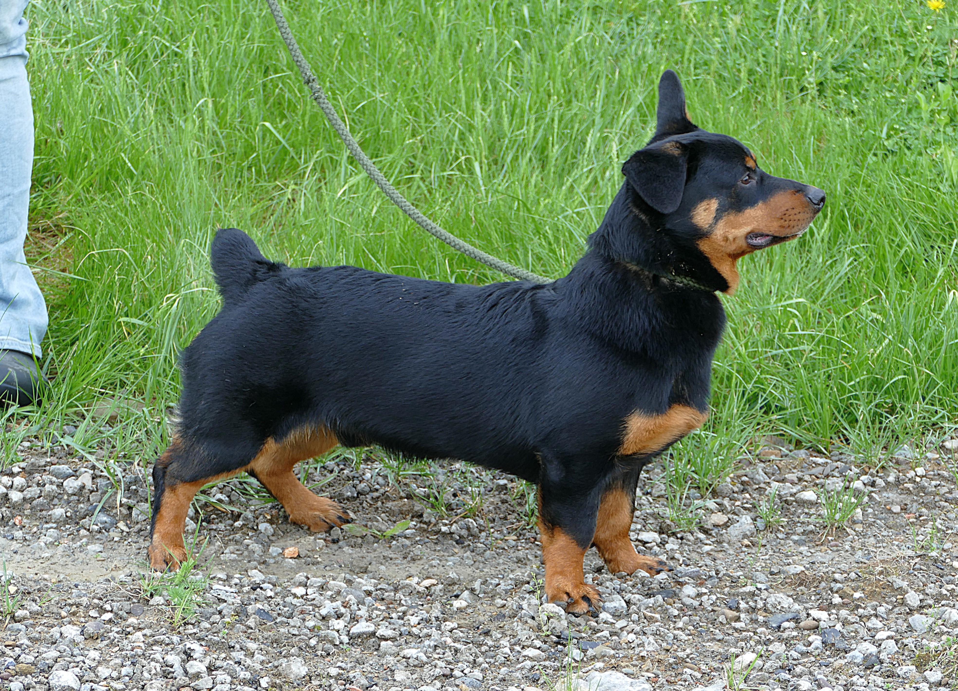 Enlarge AUDIE, an adopted mixed breed in Beechbottom, WV image 4/6