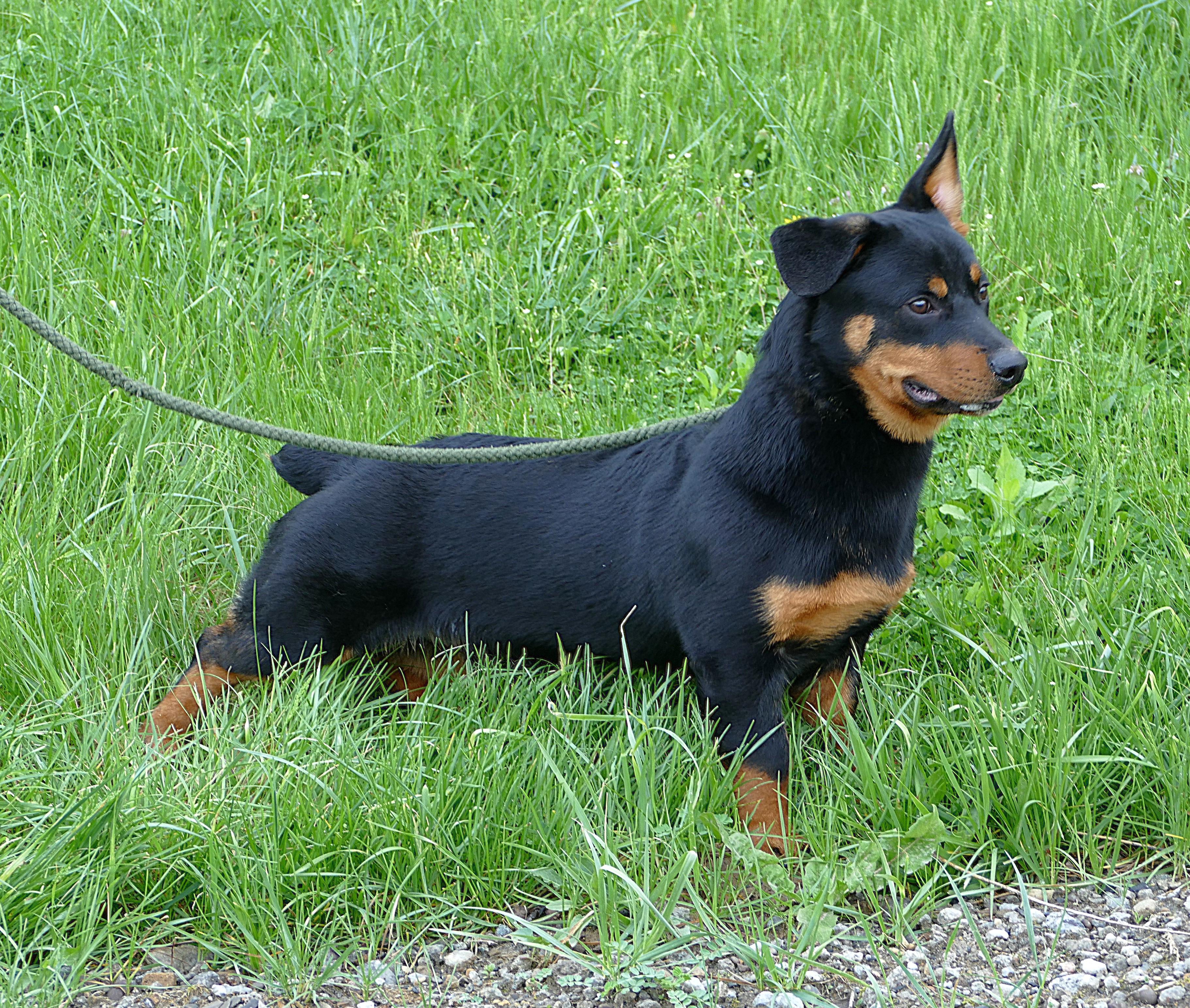 Enlarge AUDIE, an adopted mixed breed in Beechbottom, WV image 5/6