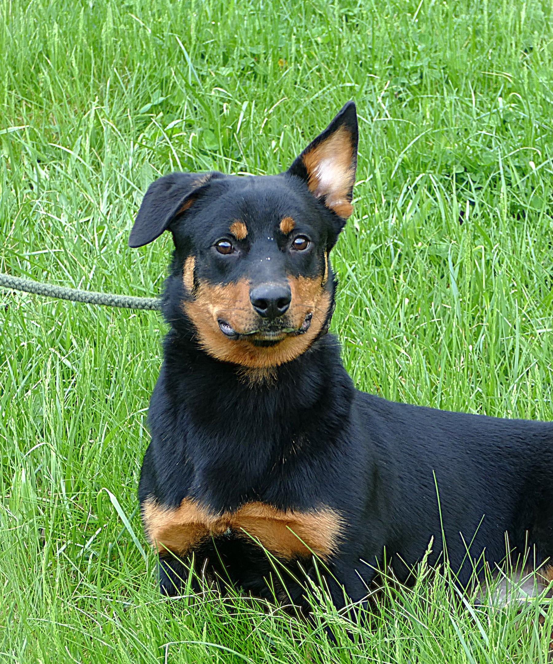Enlarge AUDIE, an adopted mixed breed in Beechbottom, WV image 1/6