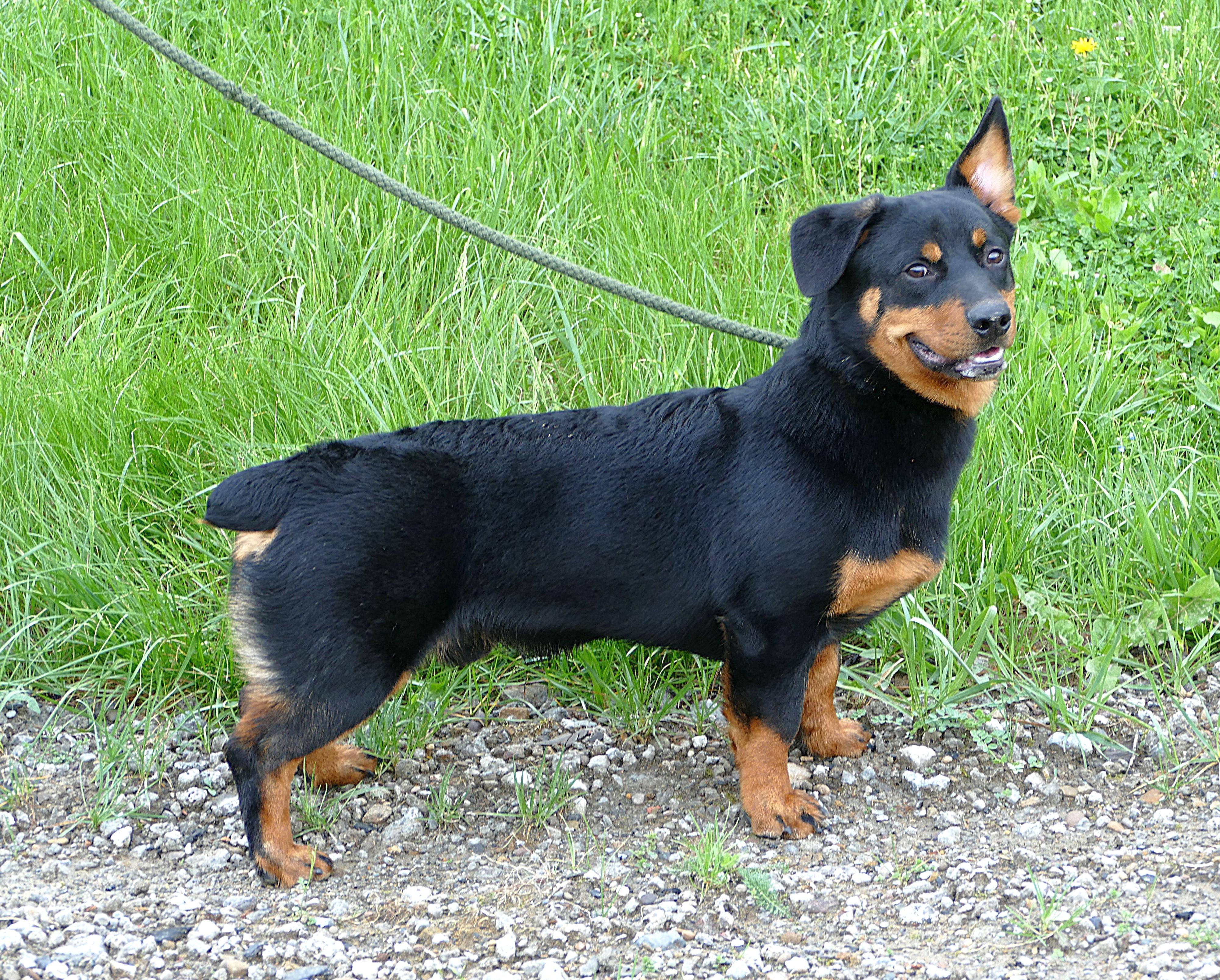 Enlarge AUDIE, an adopted mixed breed in Beechbottom, WV image 3/6