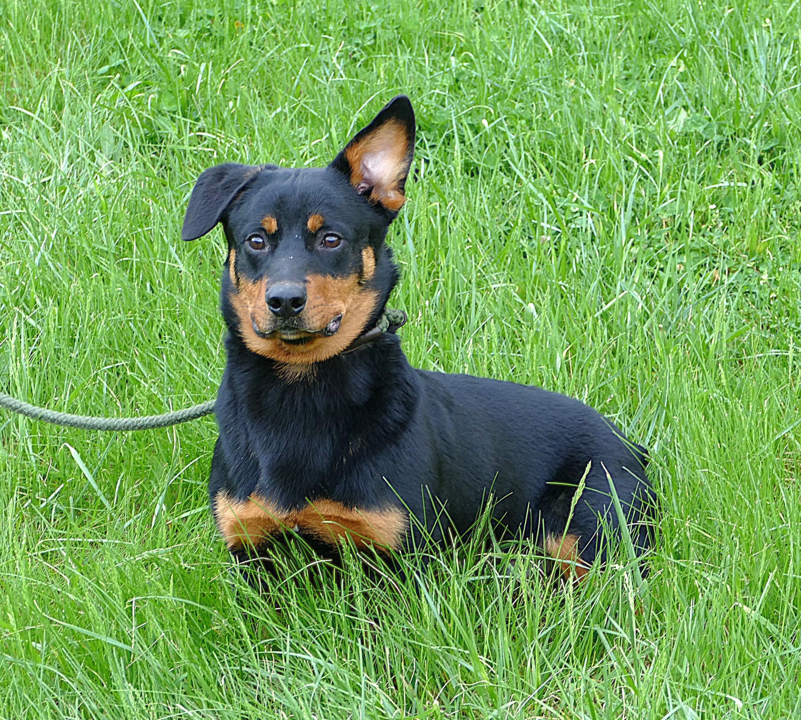 Enlarge AUDIE, an adopted mixed breed in Beechbottom, WV image 2/6
