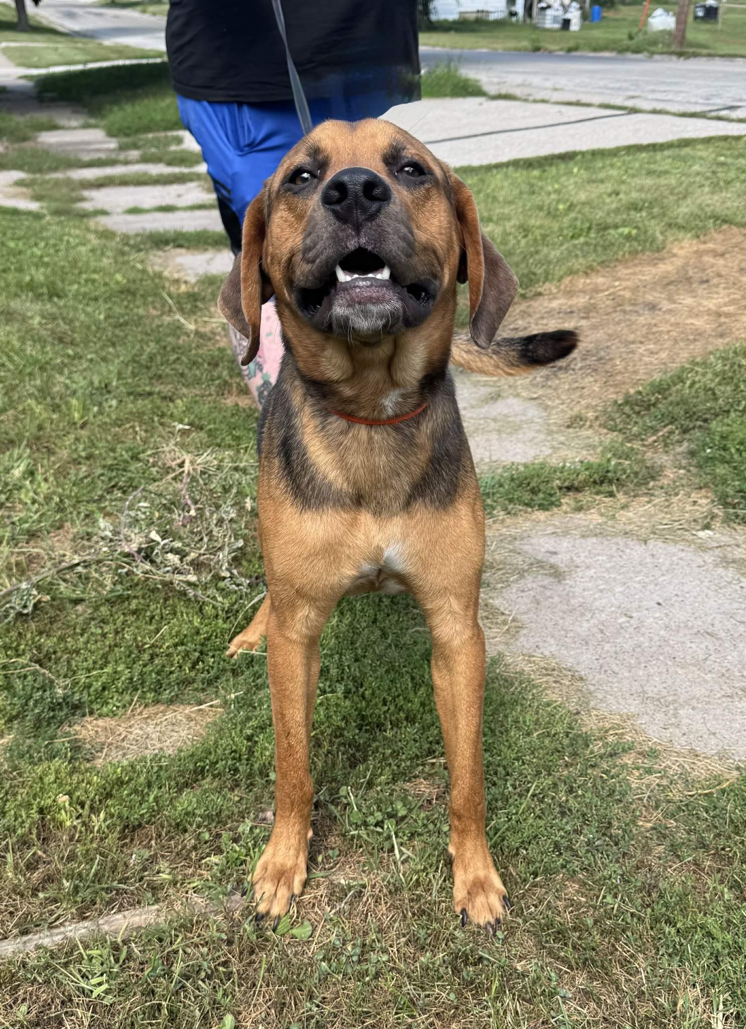 Duke, a Adopted mixed breed in Creston, IA image 2/5